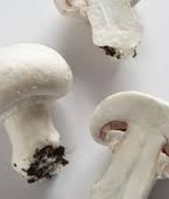 Funghi prataioli